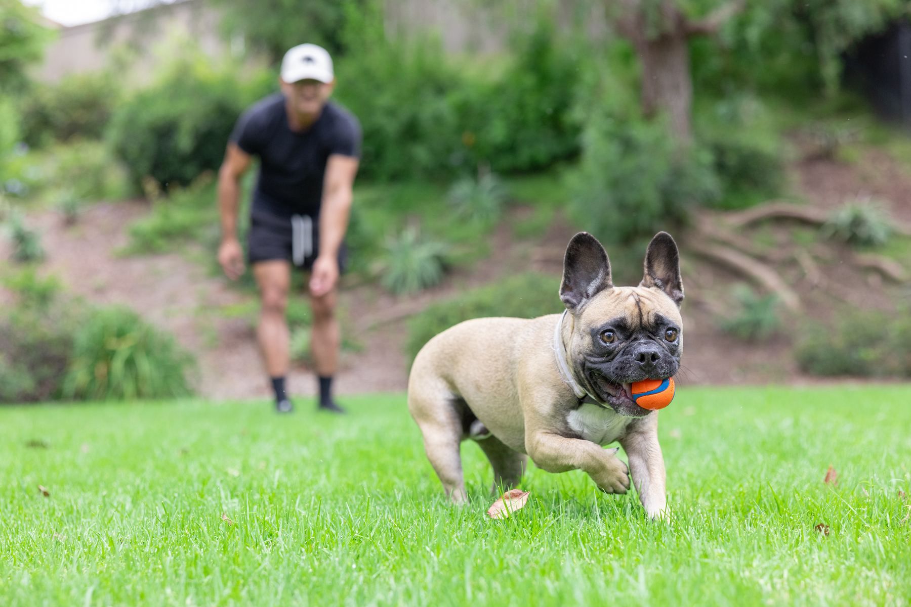 Ağzında Ultra Ball ile koşan French Bulldog