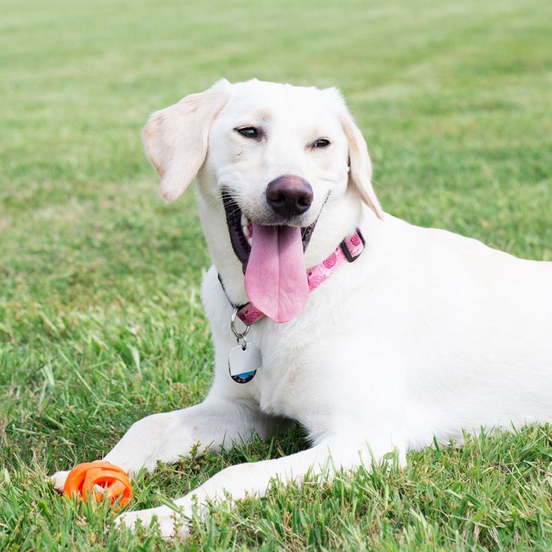 Çimde Air Fetch Ball ile uzanan köpek
