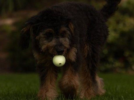 Karanlıkta ağzında Max Glow topla duran köpek