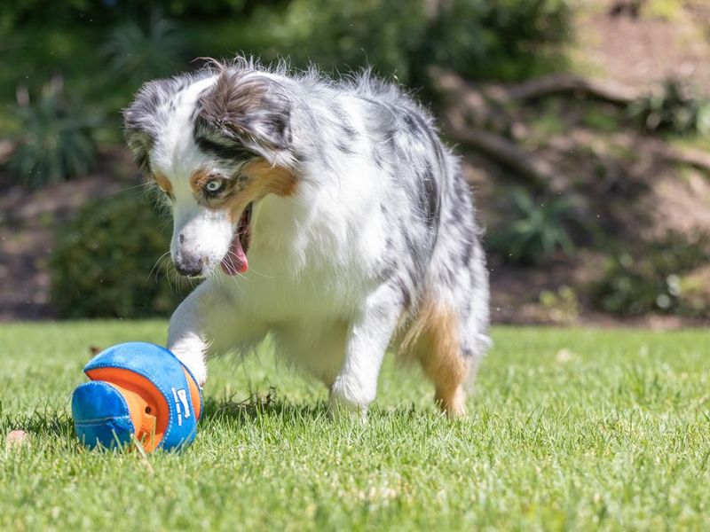 Giggle Kick Fetch topunu kovalayan köpek