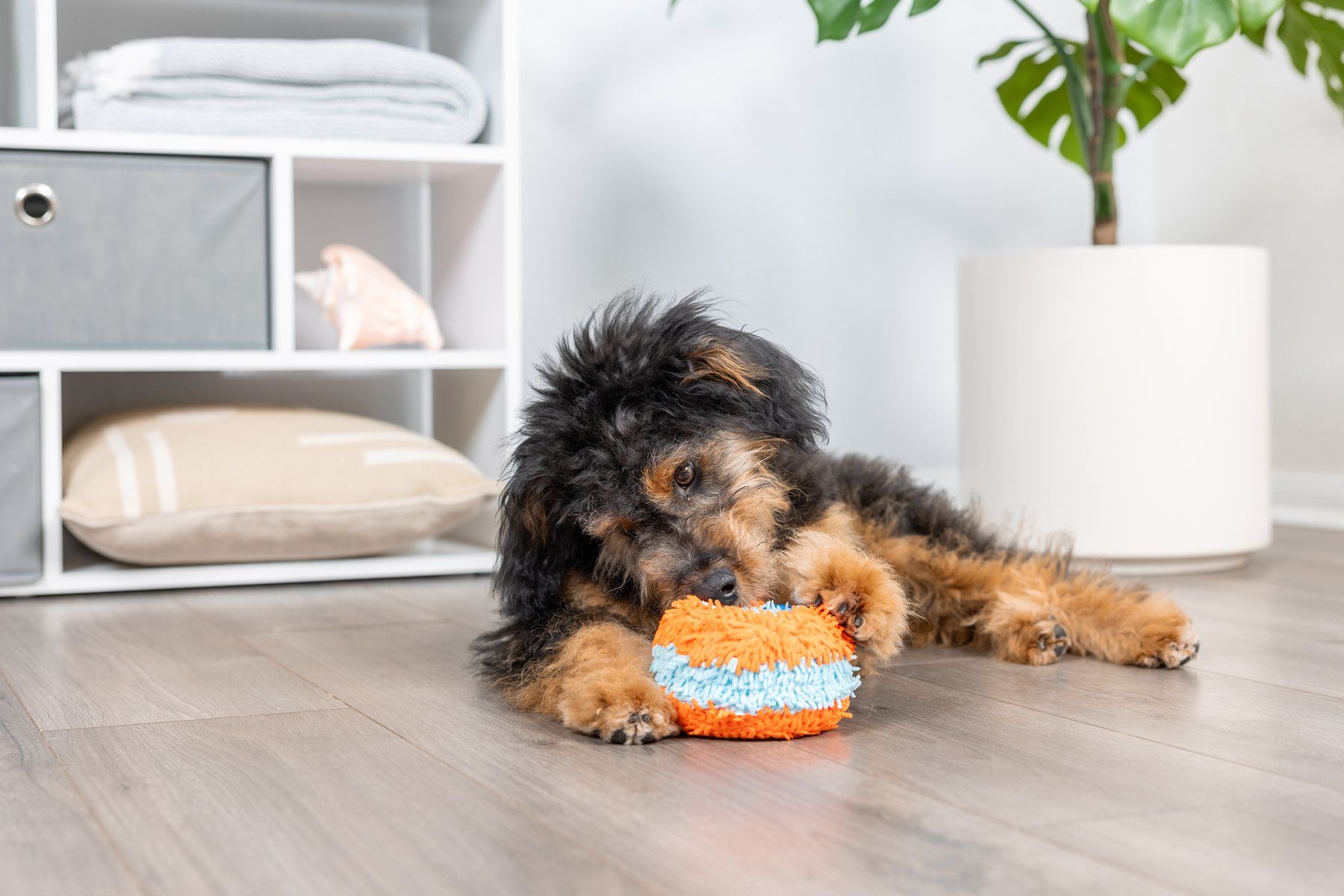 Evde Chuckit! Indoor oyuncakla oynayan köpek