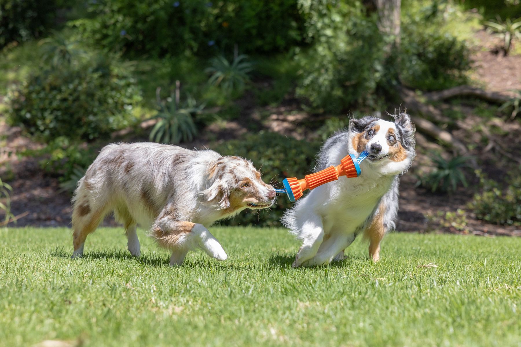 Chuckit! Rugged Bumper ile çekişen iki köpek